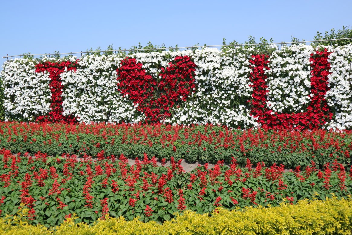 中社观光花市